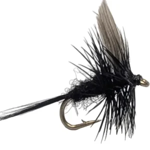 Black Gnat