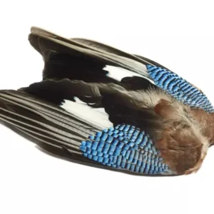 Blue Jay vinge NØTTESKRIKE