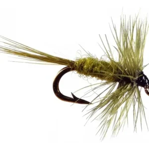 Olive Midge