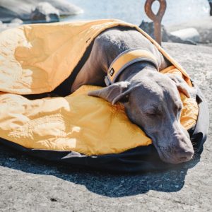 Outback Dreamer